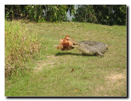 05 Mhh lecker Futter